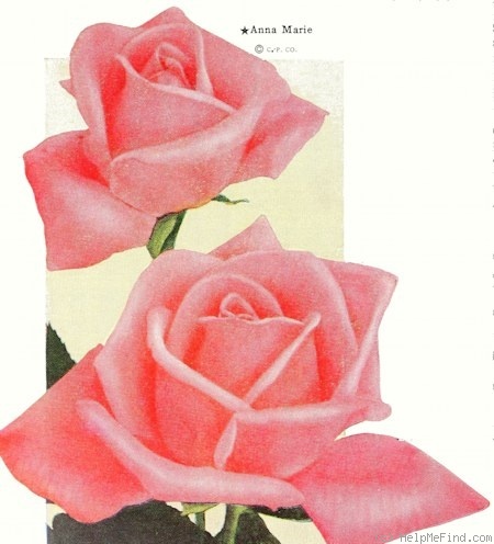 'Anna Marie (hybrid tea, Ohlhus, 1948)' rose photo