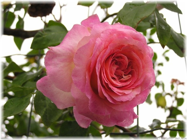 'Kaiser Friedrich' rose photo