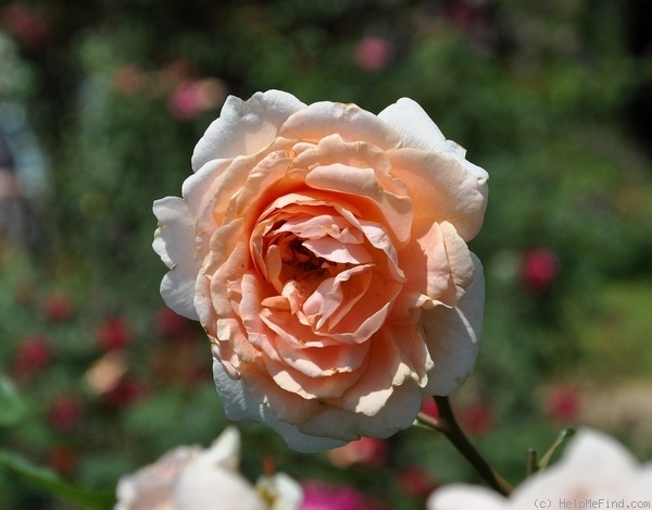 'Ji Nang' rose photo