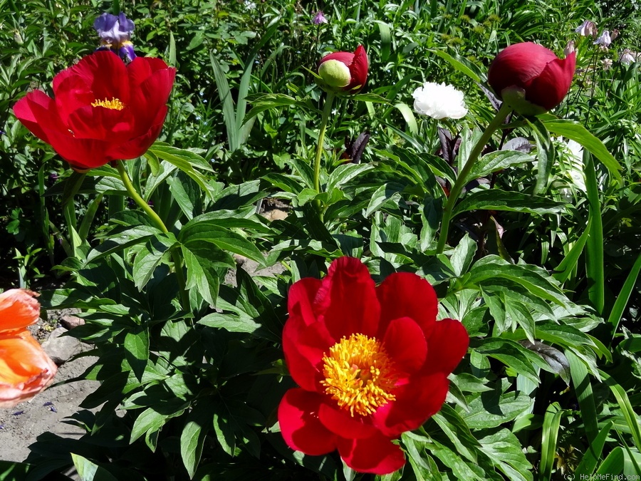 'Scarlet O'Hara' peony photo