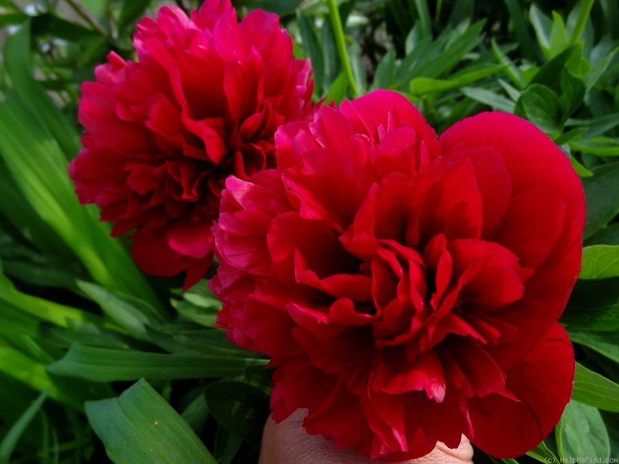 'Rubra plena' peony photo