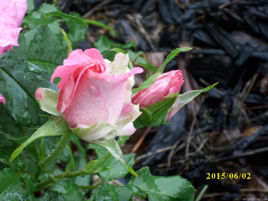 'Bon-Bon (floribunda, Warriner 1974)' rose photo