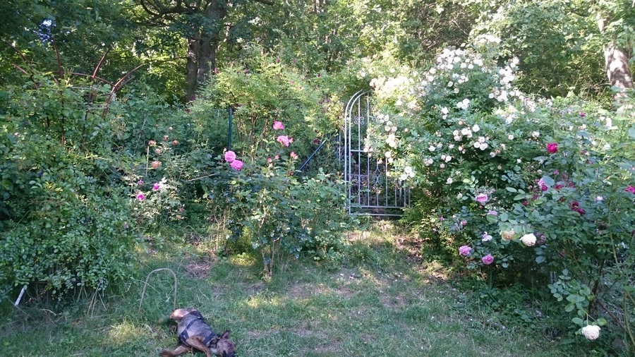 'Janine's Rose Garden'  photo