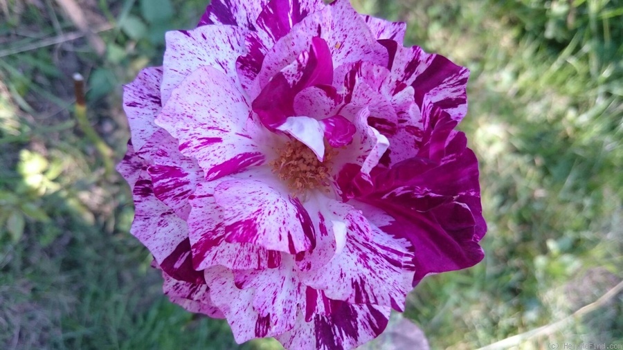 'Purple Tiger (Floribunda, Christensen, 1991)' rose photo