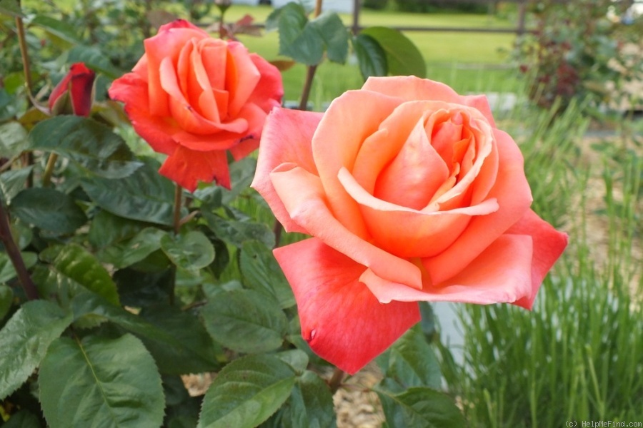 'Troika ®' rose photo