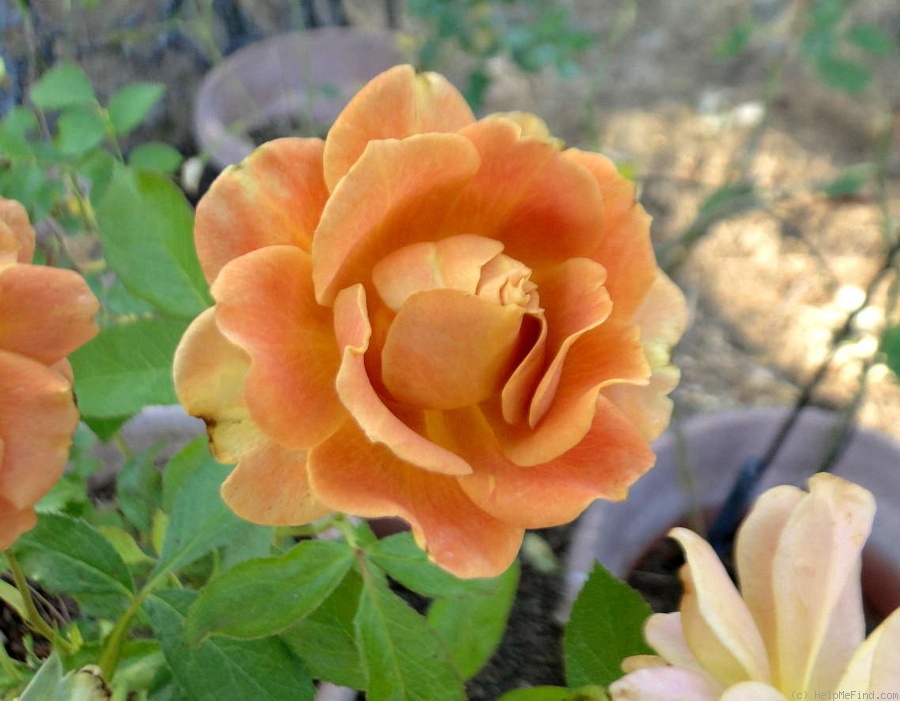 'Pumpkin Patch (Floribunda, Bedard, 2008)' rose photo