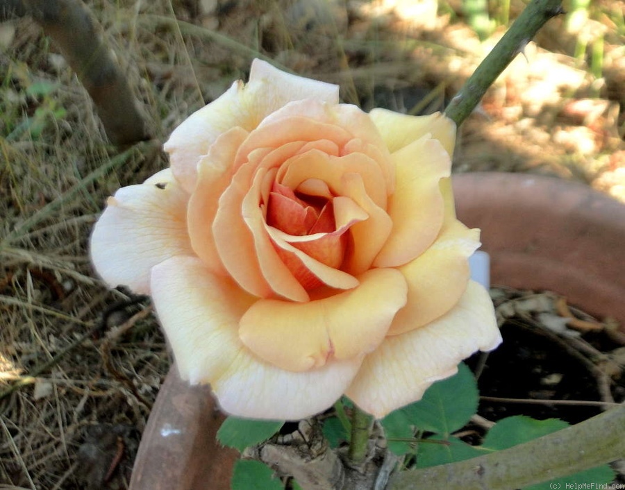 'Serendipity (shrub, Buck, 1978)' rose photo
