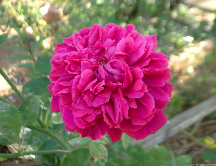 'William Shakespeare 2000 ™ (shrub, Austin 1994)' rose photo