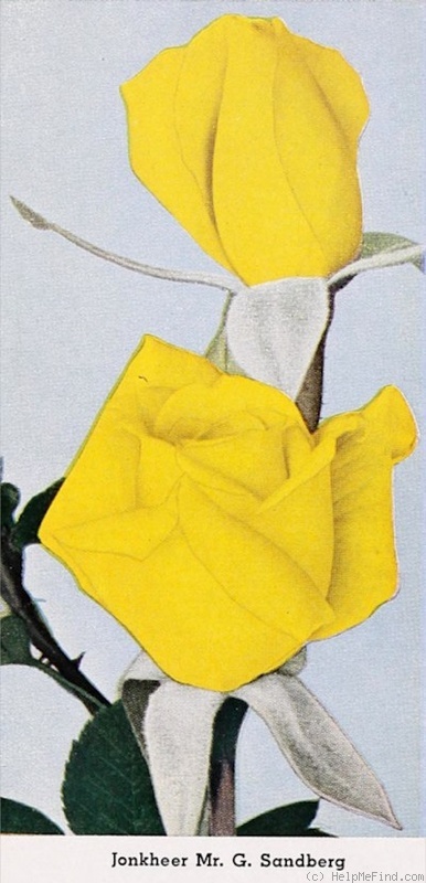 'Jonkheer G. Sandberg' rose photo