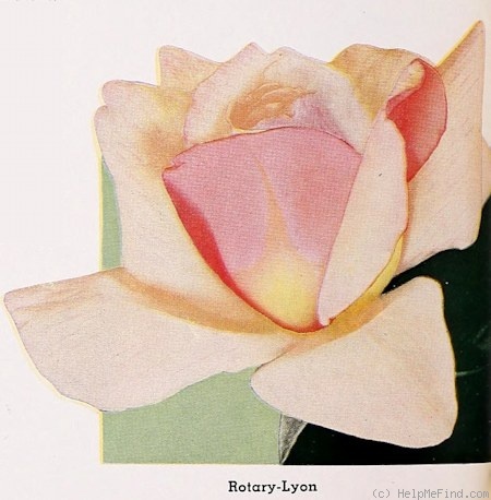 'Rotary-Lyon' rose photo