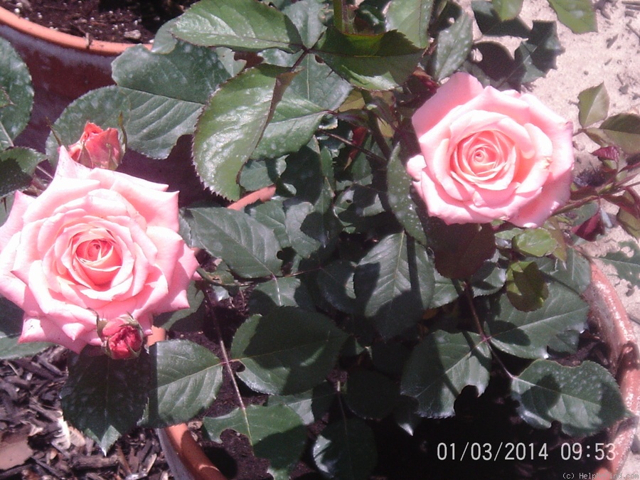 'Picnic' rose photo