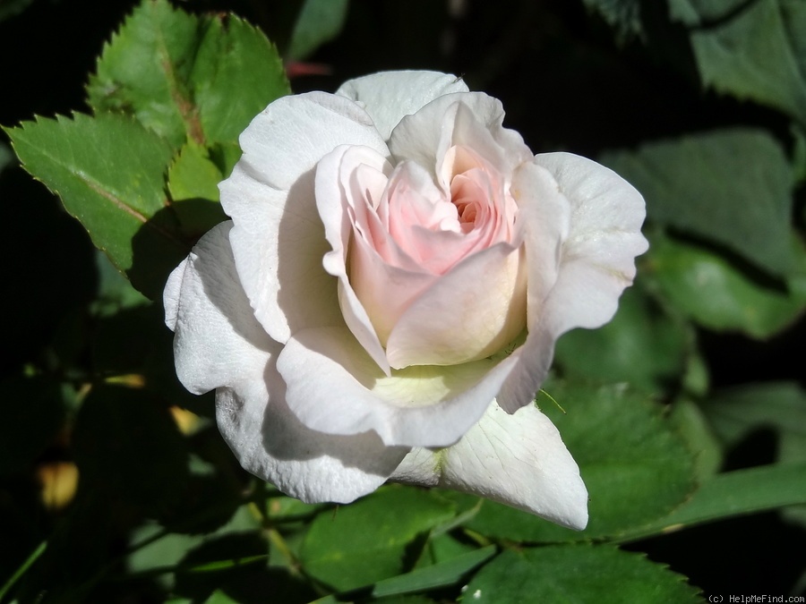 'Morden Blush' rose photo