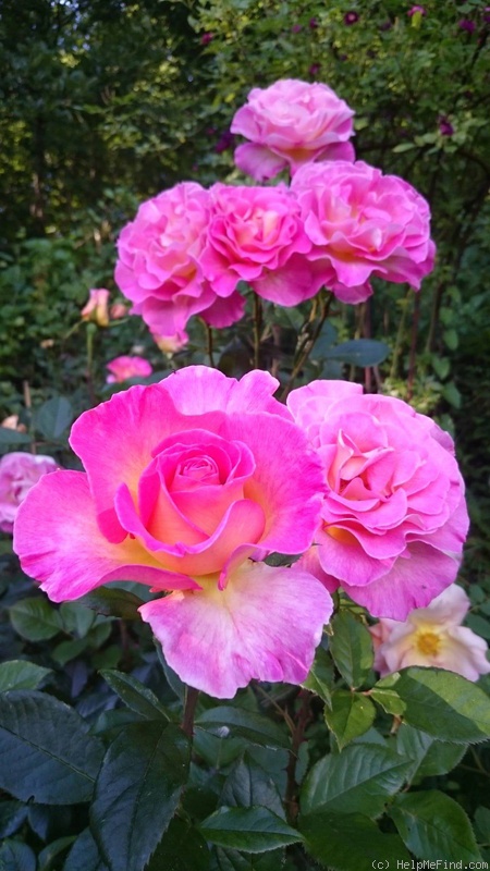 'Pink Paradise (hybrid tea, Delbard, 2004/11)' rose photo