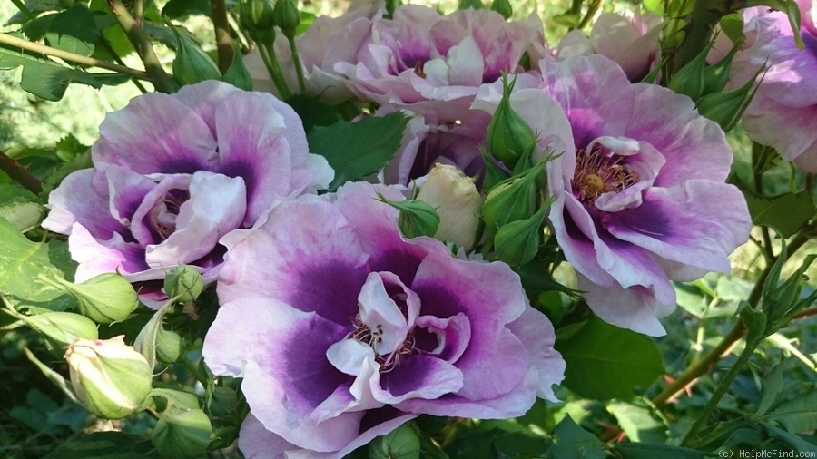 'Eyes for You ®' rose photo