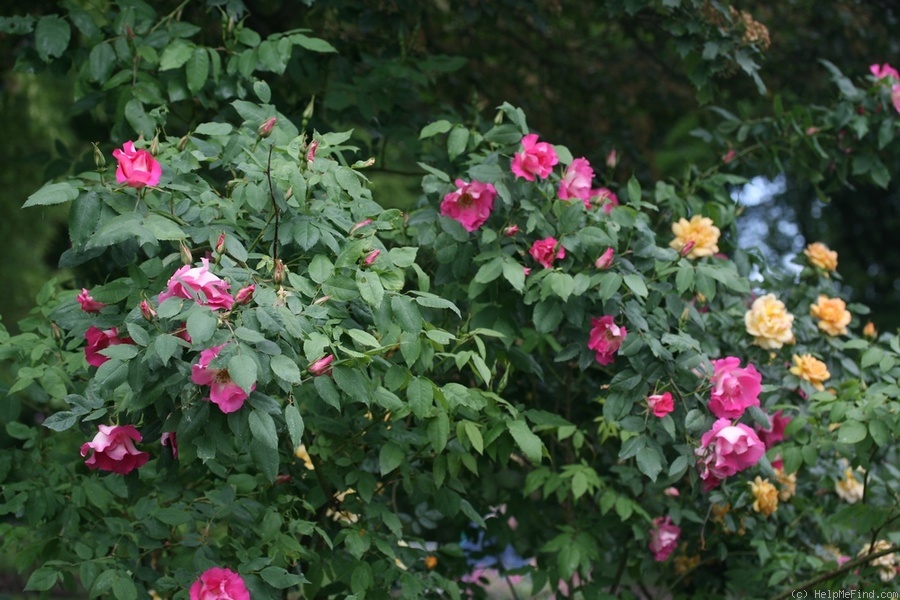 'Frühlingsstunde' rose photo