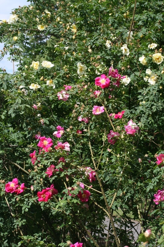 'Frühlingszauber' rose photo