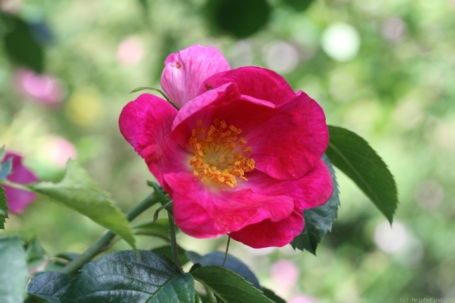 'Kiese' rose photo