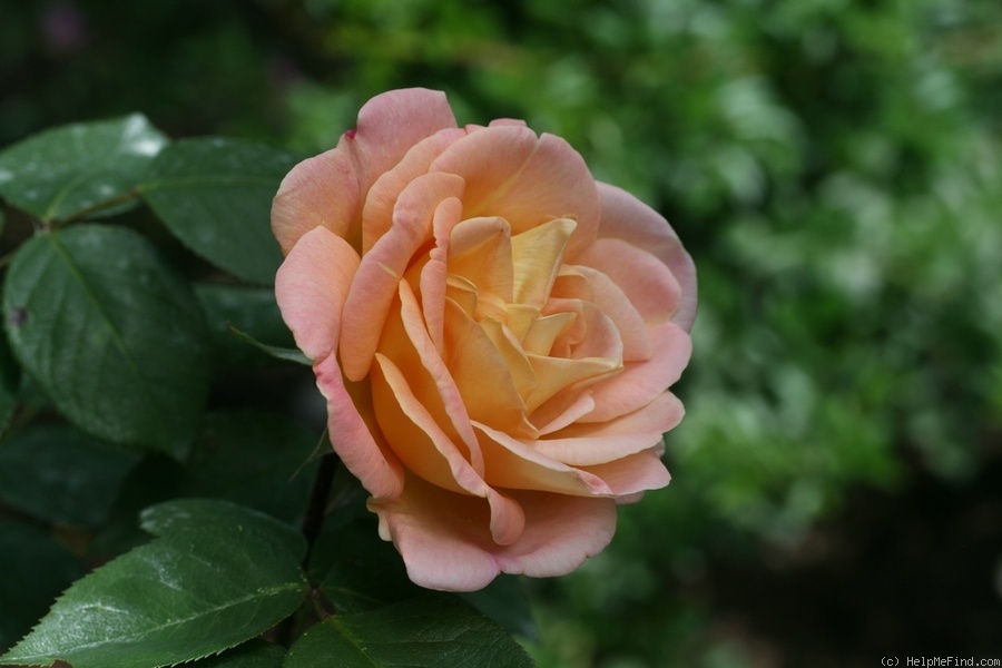 'Cervanky' rose photo