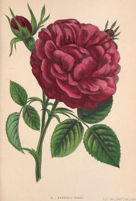 'Maréchal Forey (hybrid perpetual, Margottin, 1862)' rose photo