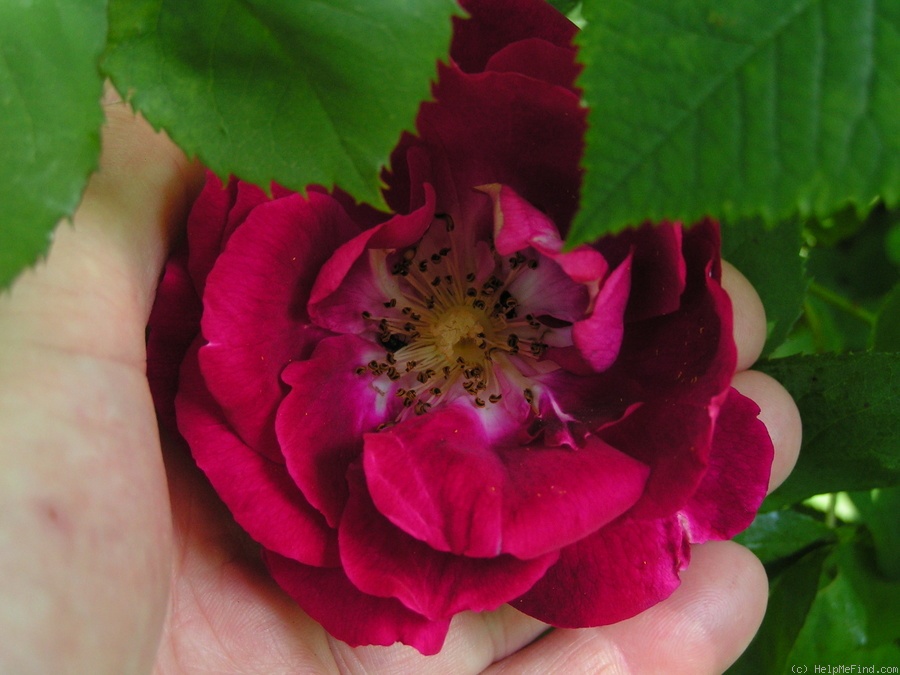 'Geschwind's Gorgeous' rose photo