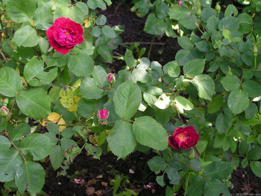 'Geschwind's Gorgeous' rose photo