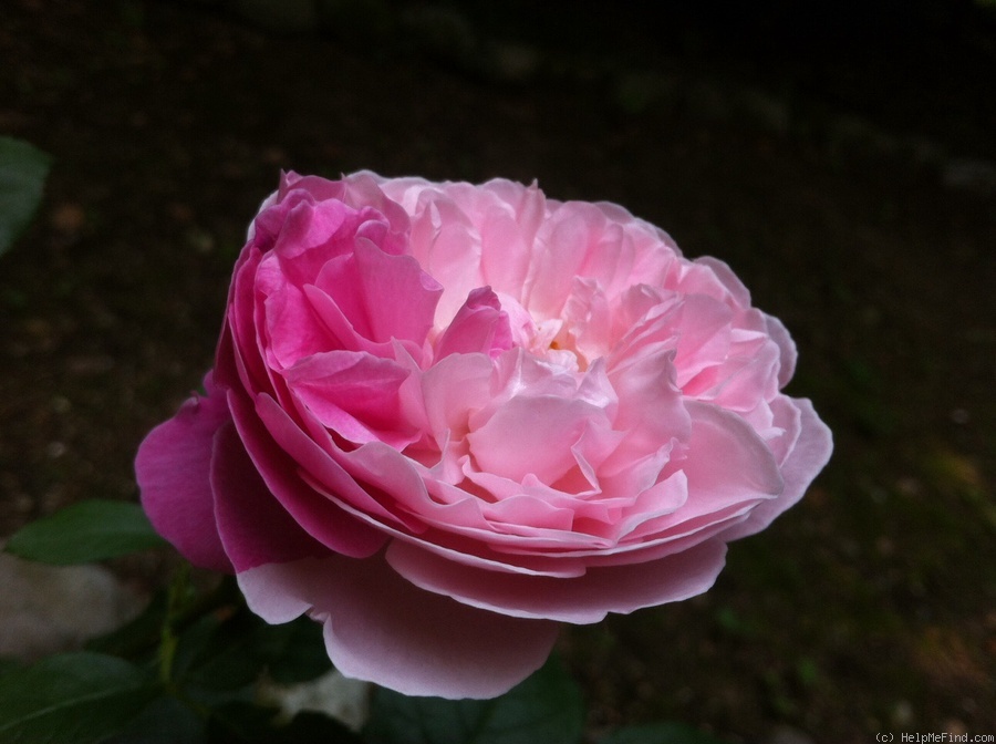 'Redouté' rose photo