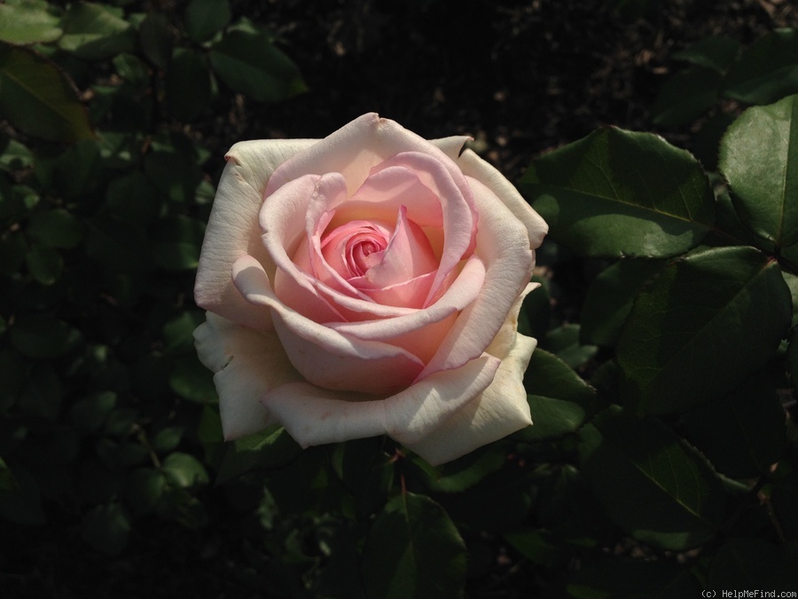 'Pink Enchantment' rose photo