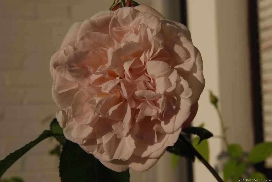 'Souvenir de la Malmaison' rose photo