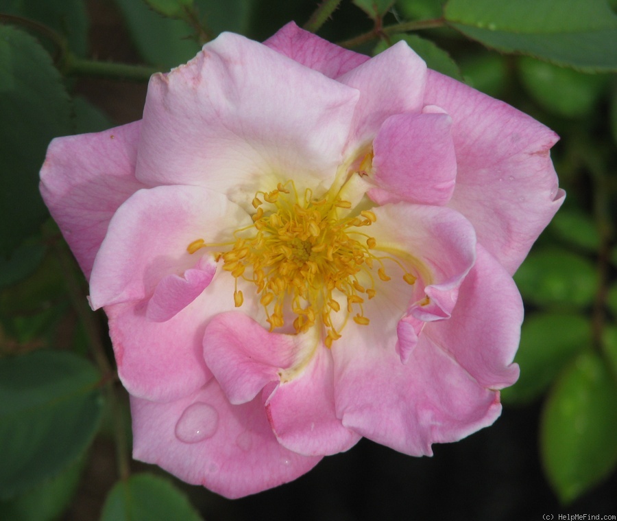 '13B4U5' rose photo