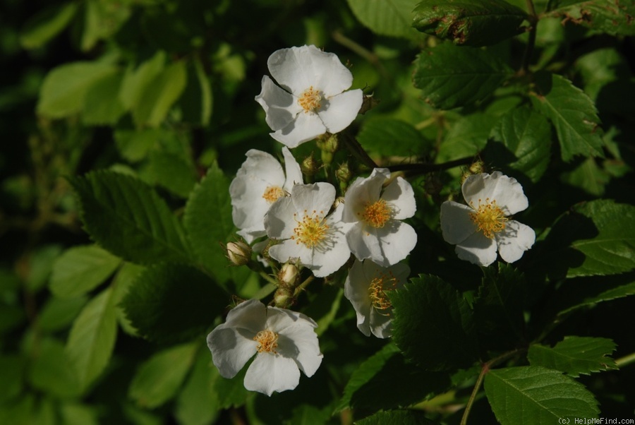 'R. multiflora' rose photo