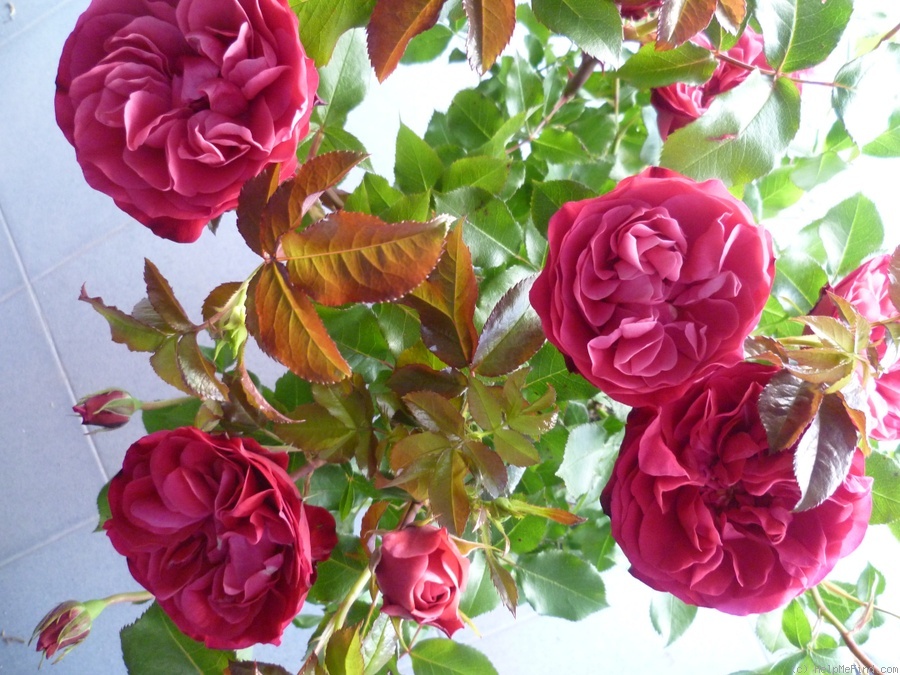 'Red Meilove' rose photo