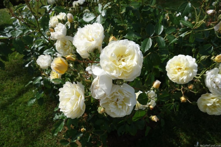 'La Feuillerie ®' rose photo
