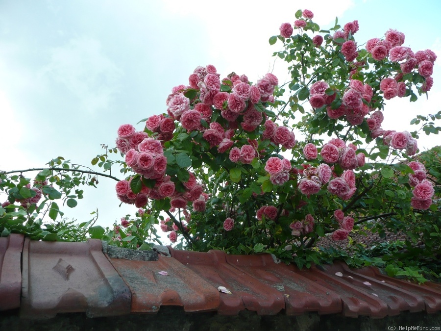 'Kimono, Cl.' rose photo