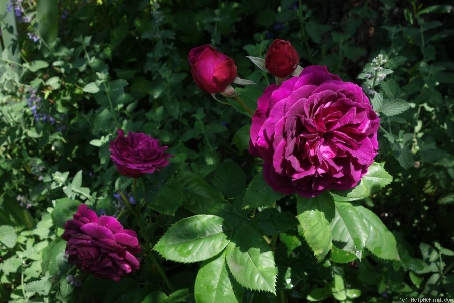 'Purple Lodge' rose photo