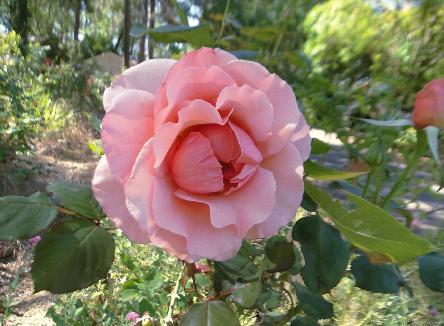 'Sweet Valentine ™ (grandiflora, Zary, 2000)' rose photo