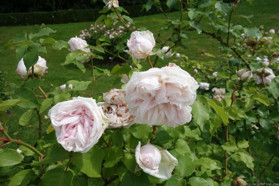 'Souvenir de la Malmaison' rose photo