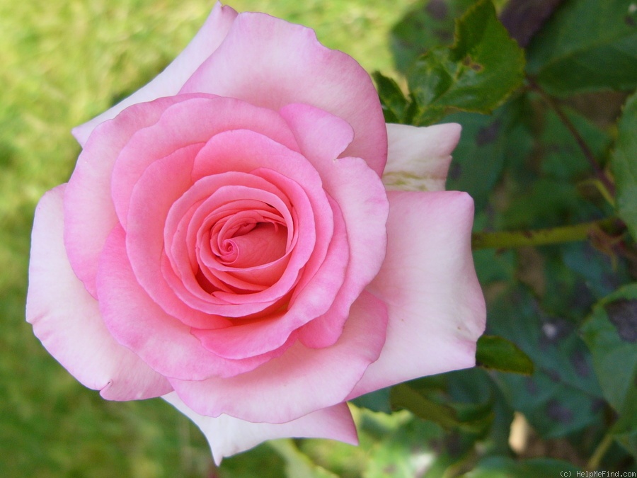 'Frylustre' rose photo