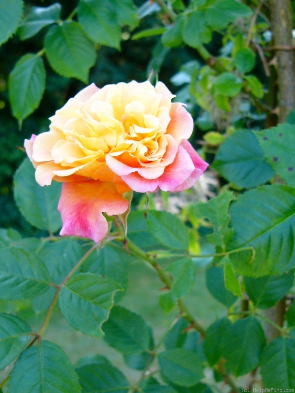 'Aloha ® (climber, LCl, Kordes 2003)' rose photo