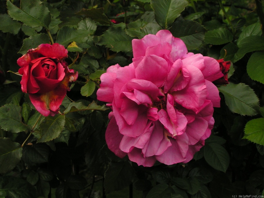 '12 Westerland OP 09' rose photo