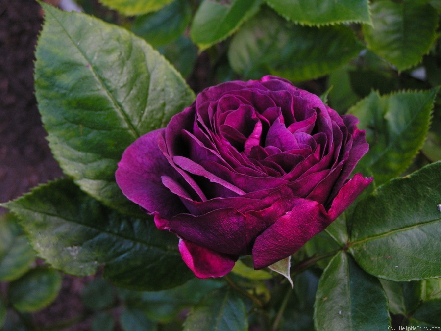 'Ebb Tide ™ (floribunda, Carruth 2001)' rose photo