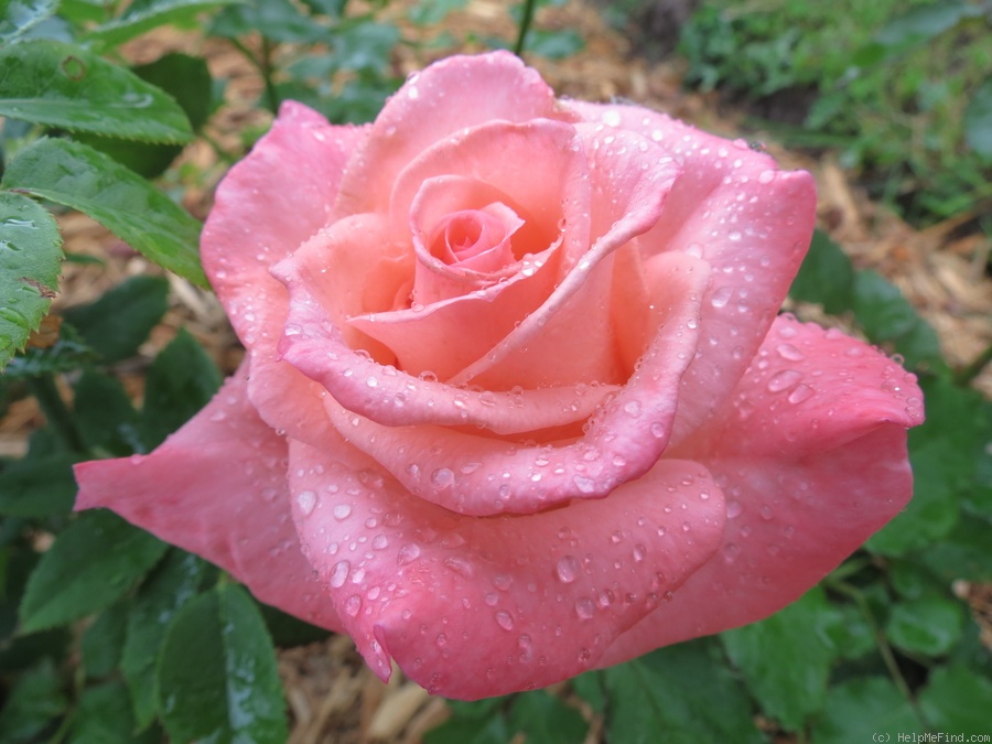 'Cherish' rose photo