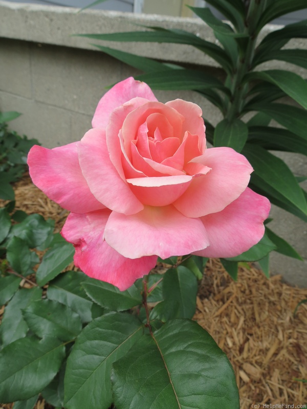 'Color Magic' rose photo