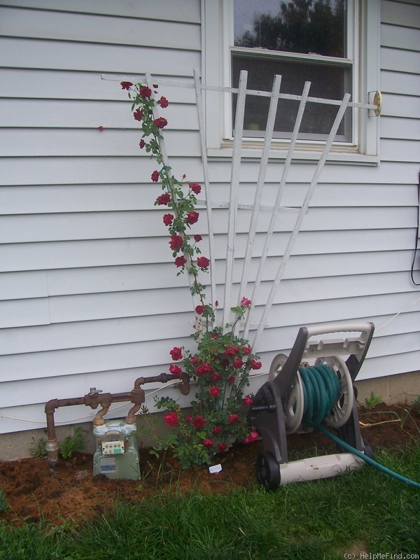 'Dr. Huey' rose photo