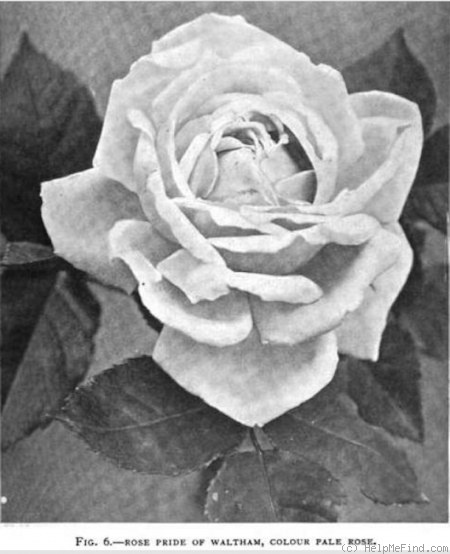 'Pride of Waltham' rose photo