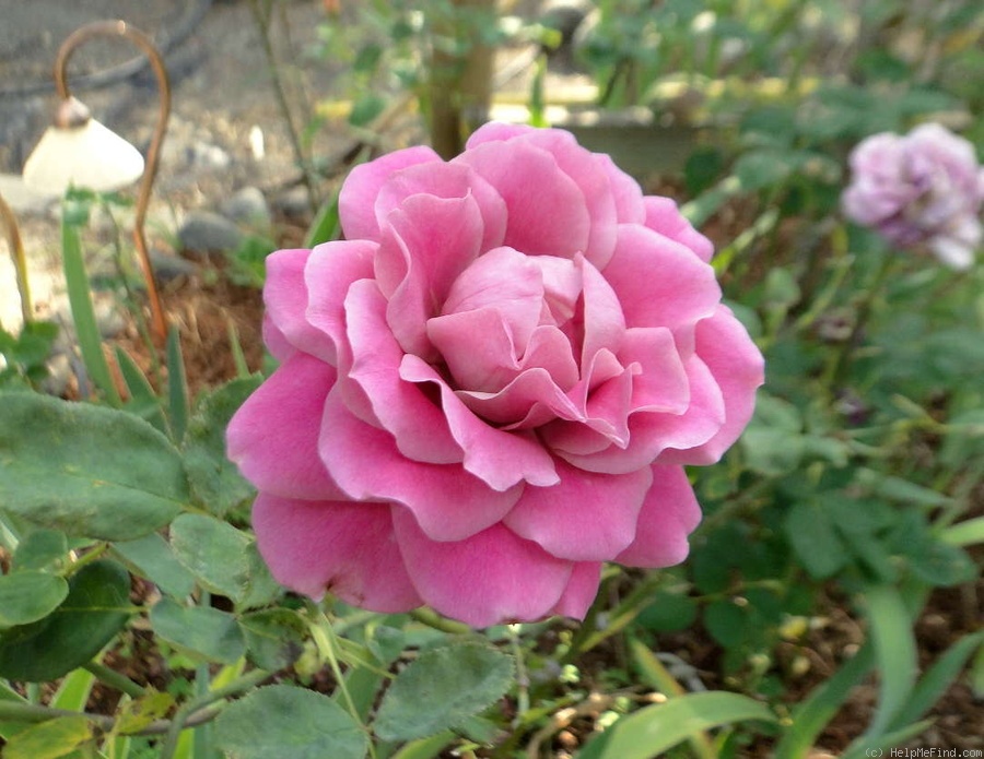 'Balkan Star' rose photo