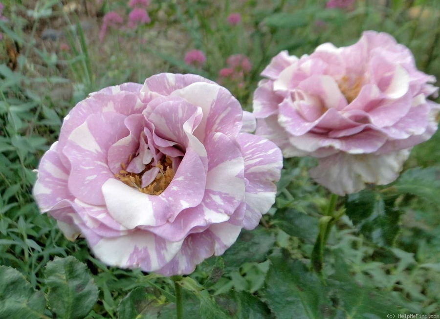 'Stranger' rose photo