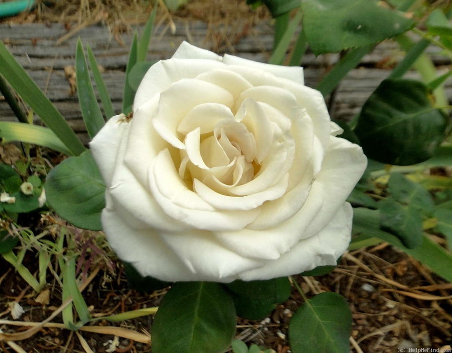 'Janet Carnochan' rose photo