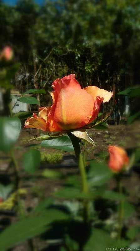 'Sun Kissed' rose photo