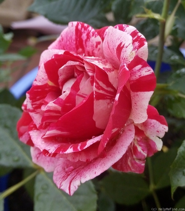 'Scentimental ™ (floribunda, Carruth, 1996)' rose photo