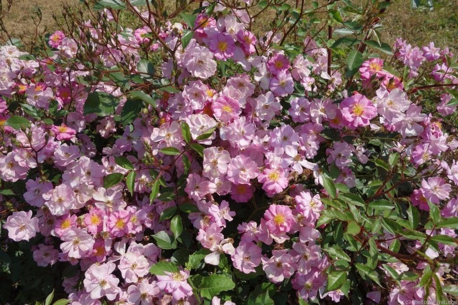 'Lavender Dream' rose photo